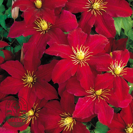 Niobe Clematis
