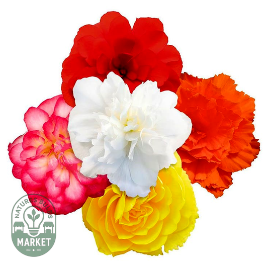 Nonstop® Joy Mix Begonia Seeds
