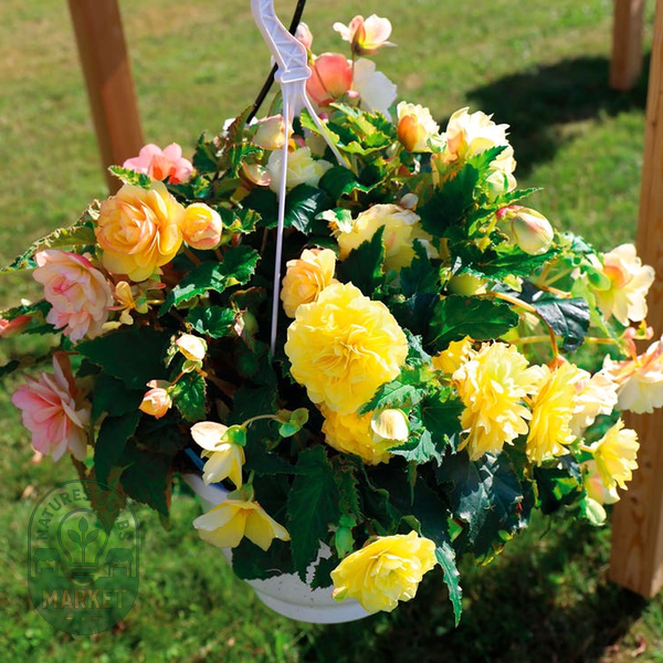 Nonstop® Joy Peaches and Dreams Begonia Seeds