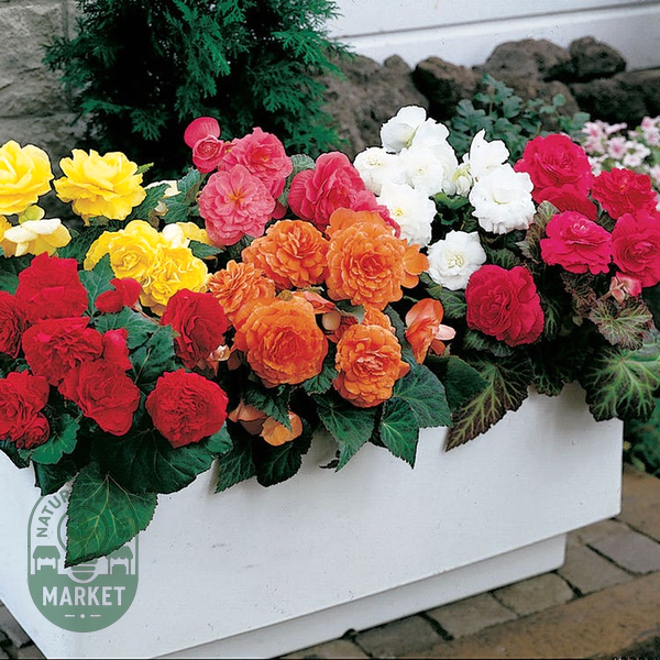 Nonstop® Mix Begonia Seeds