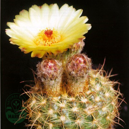 Notocactus concinnus var. eremiticus