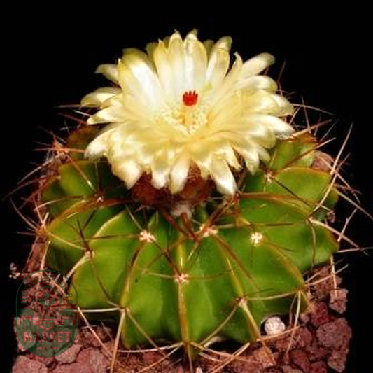 Notocactus macracanthus