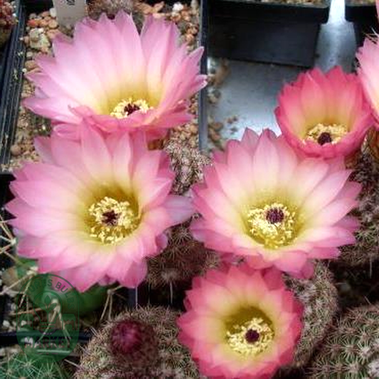 Notocactus rutilans