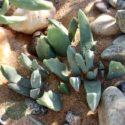 Odontophorus angustifolius ssp. protoparcoides