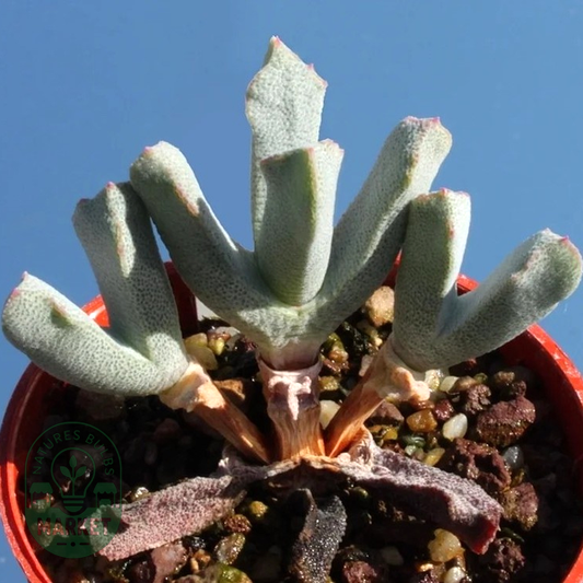Odontophorus pusillus