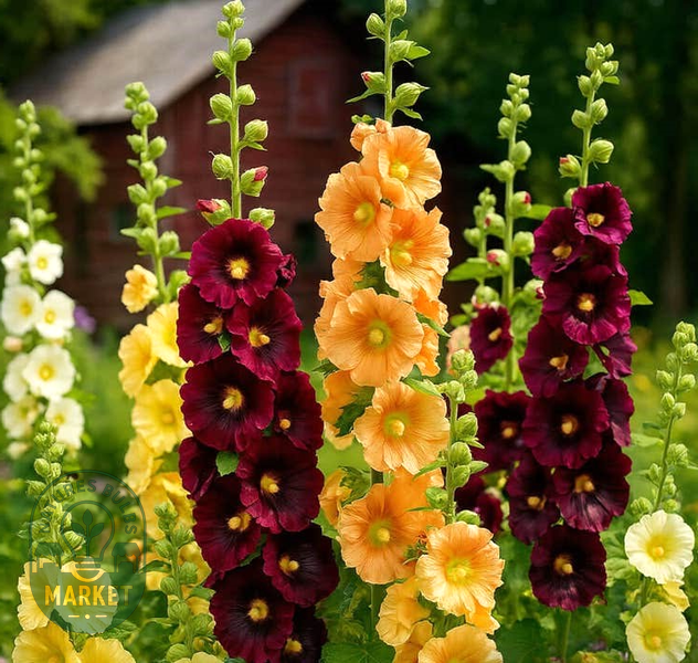 Old Barnyard Mix Hollyhock