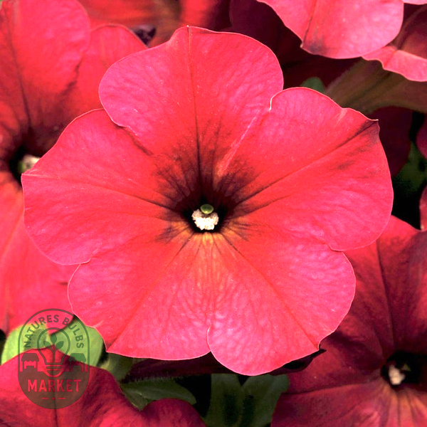 Opera Supreme Pink Morn Petunia Seeds