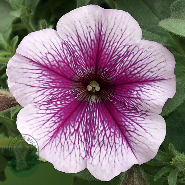 Opera Supreme™ Raspberry Ice Petunia Seeds
