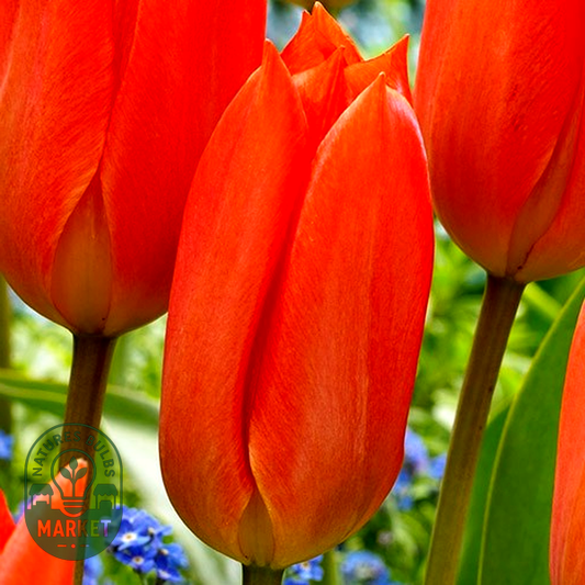 Orange Brilliant