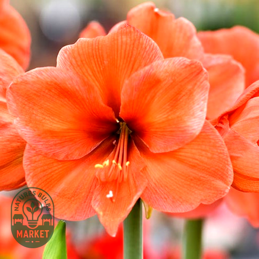 Orange Collor