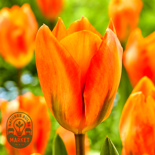 Orange Emperor