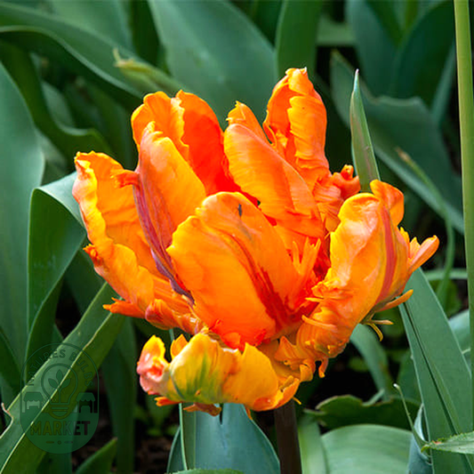 Orange Favourite