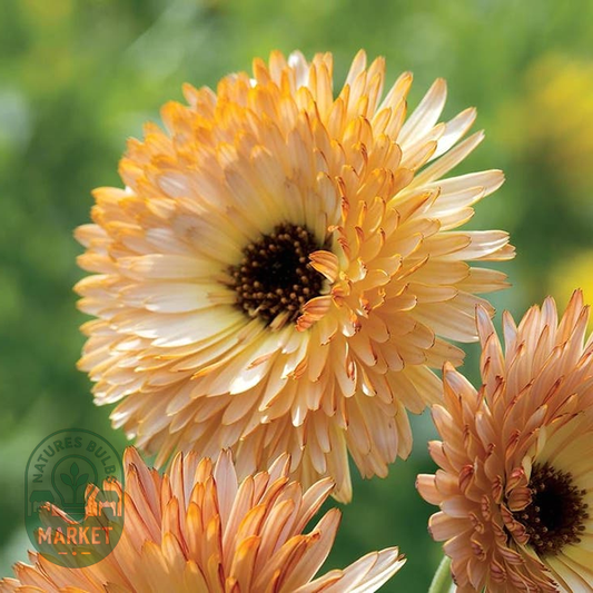 Orange Flash' Calendula Seeds