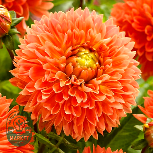 Orange Impact