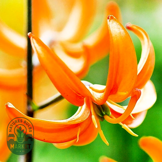 Orange Marmalade