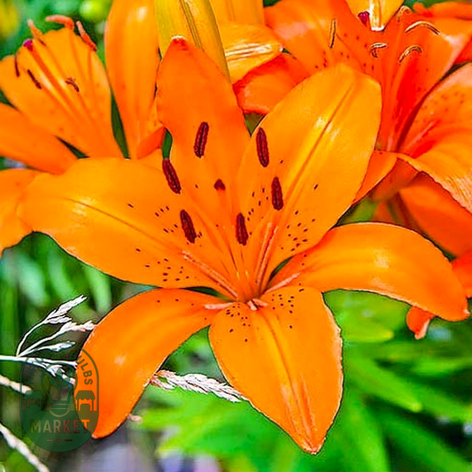 Orange Matrix