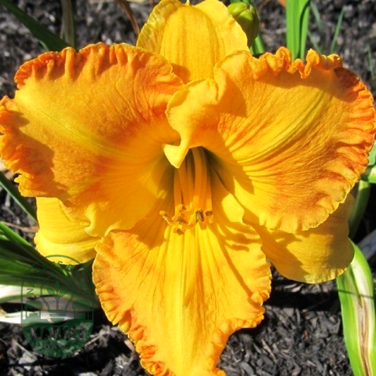 Orange Nassau