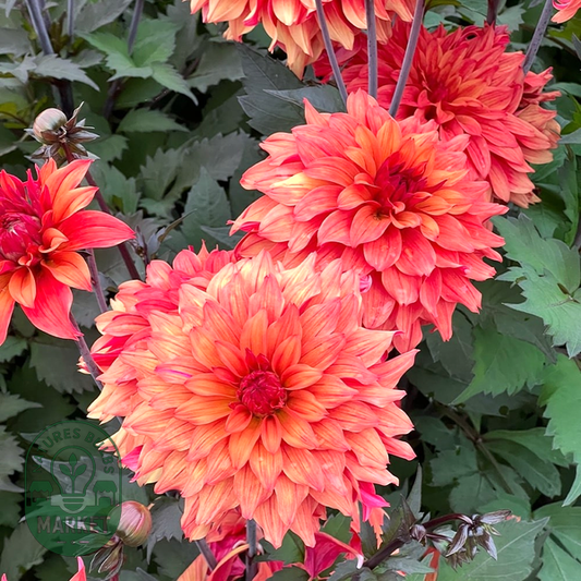 Orange Paradise