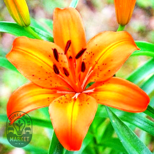 Orange Pixie