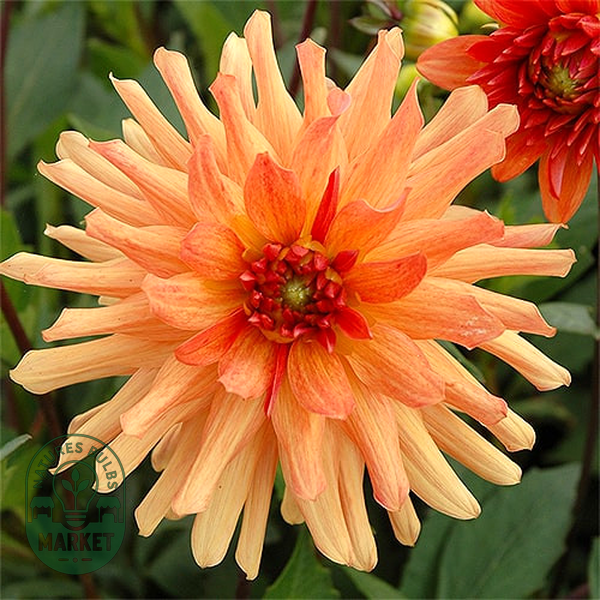 Orange Pygmy