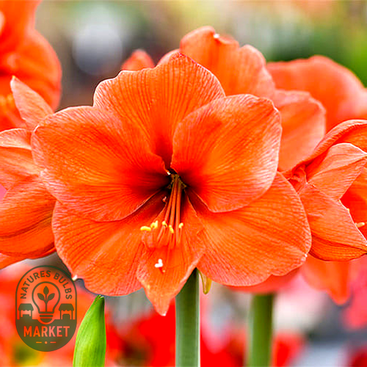 Orange Queen