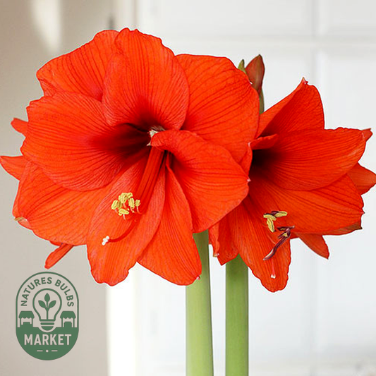 Orange Souvereign