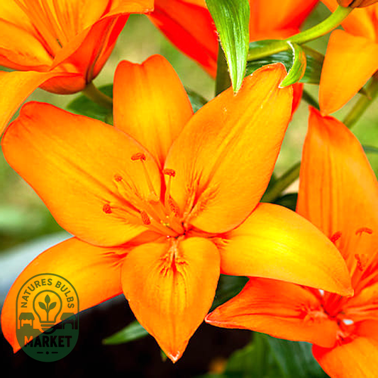 Orange Summer
