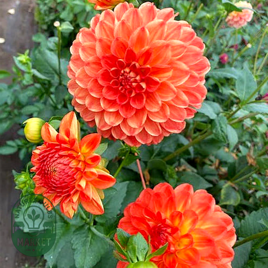 Orange Symphony