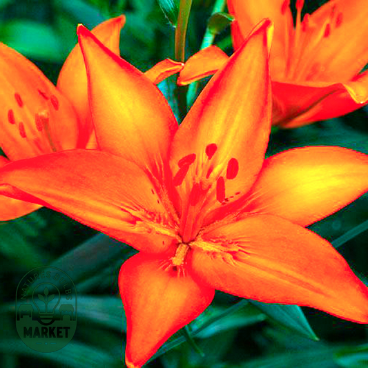 Orange Ton