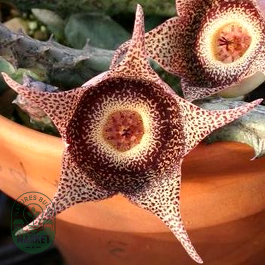 Orbea hardyi