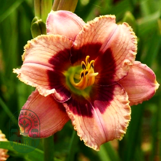 Orchid Candy