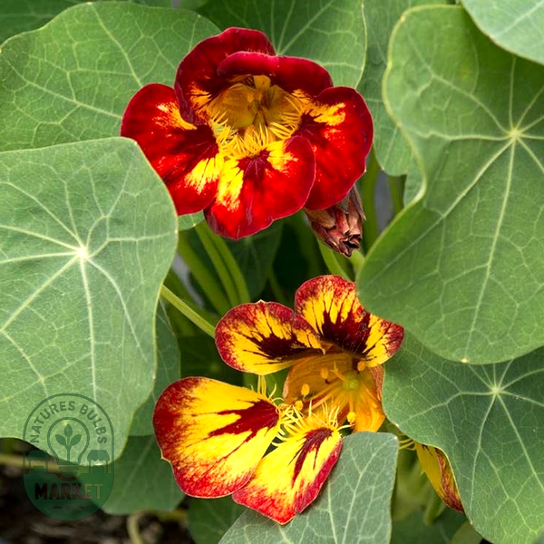 Orchid Flame' Nasturtium Seeds