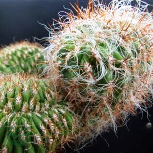 Oreocereus celsianus