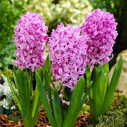 Orientalis Pink