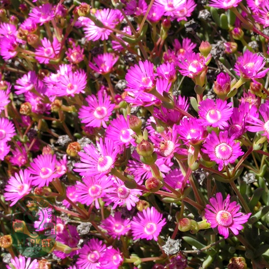 Oscularia cedarbergensis