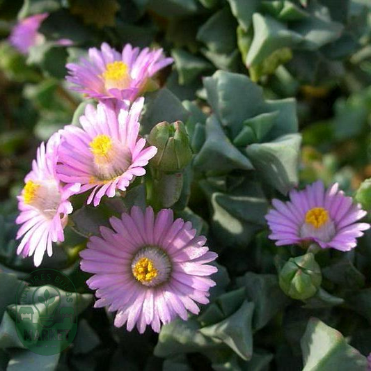 Oscularia deltoides