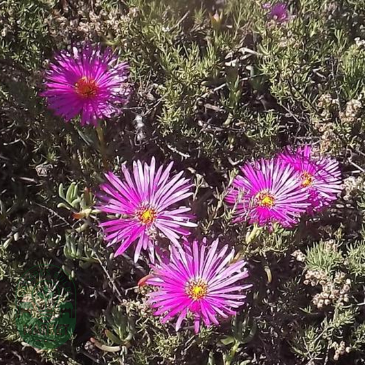Oscularia excedens