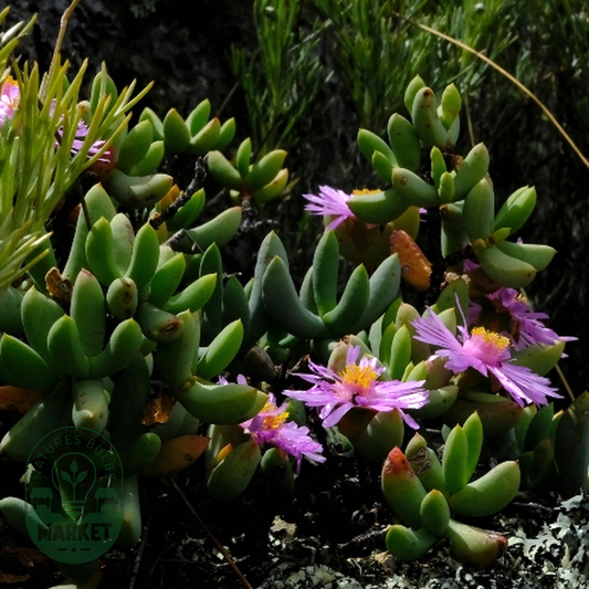 Oscularia guthriae