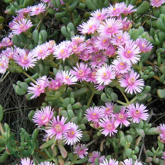Oscularia lunata