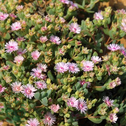 Oscularia ornata