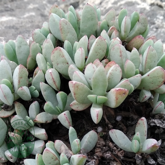 Oscularia paardebergensis