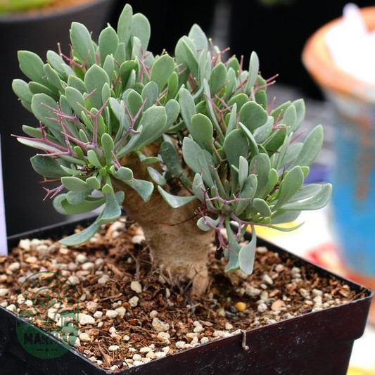 Othonna euphorbioides