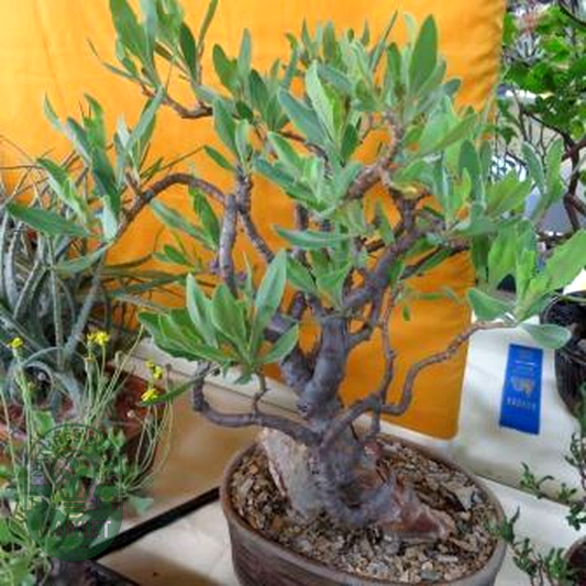Othonna quercifolia