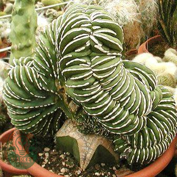 Pachycereus marginatus