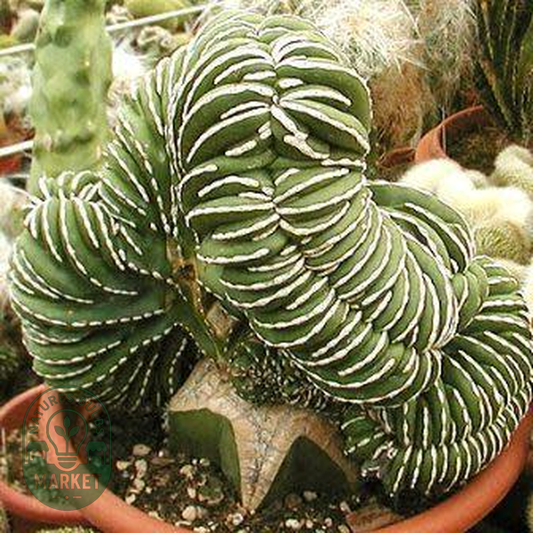 Pachycereus marginatus