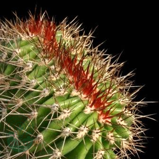 Pachycereus pecten