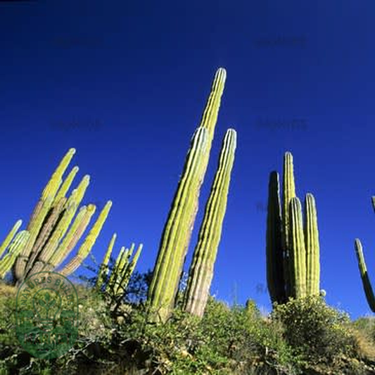 Pachycereus pringlei