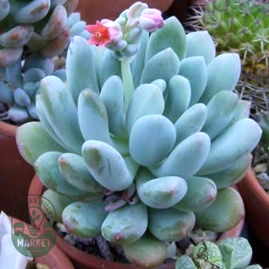 Pachyphytum clavifolia