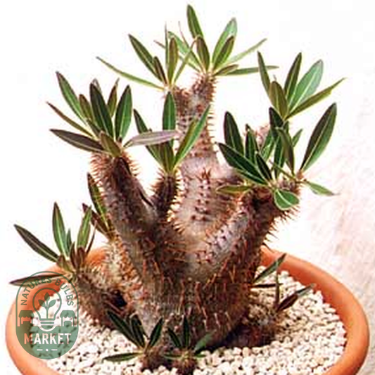 Pachypodium densiflorum