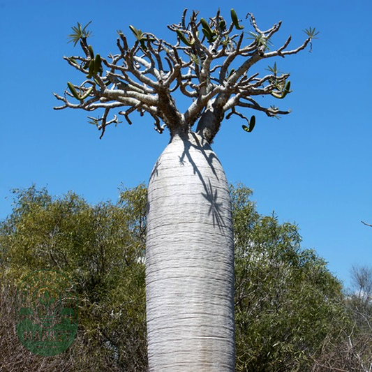 Pachypodium geayi
